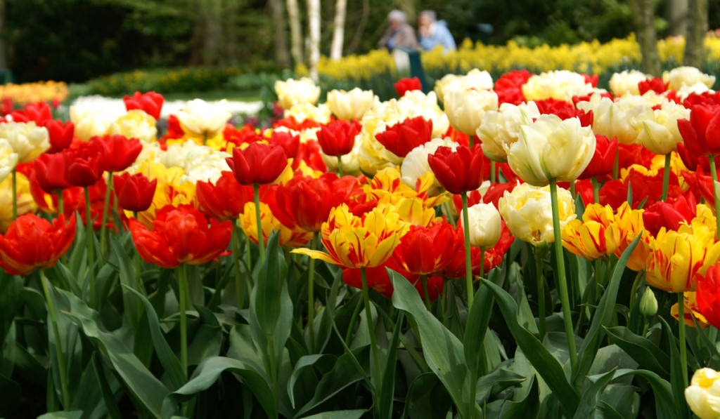 Barevn&eacute; tulip&aacute;ny na jarn&iacute; zahradě