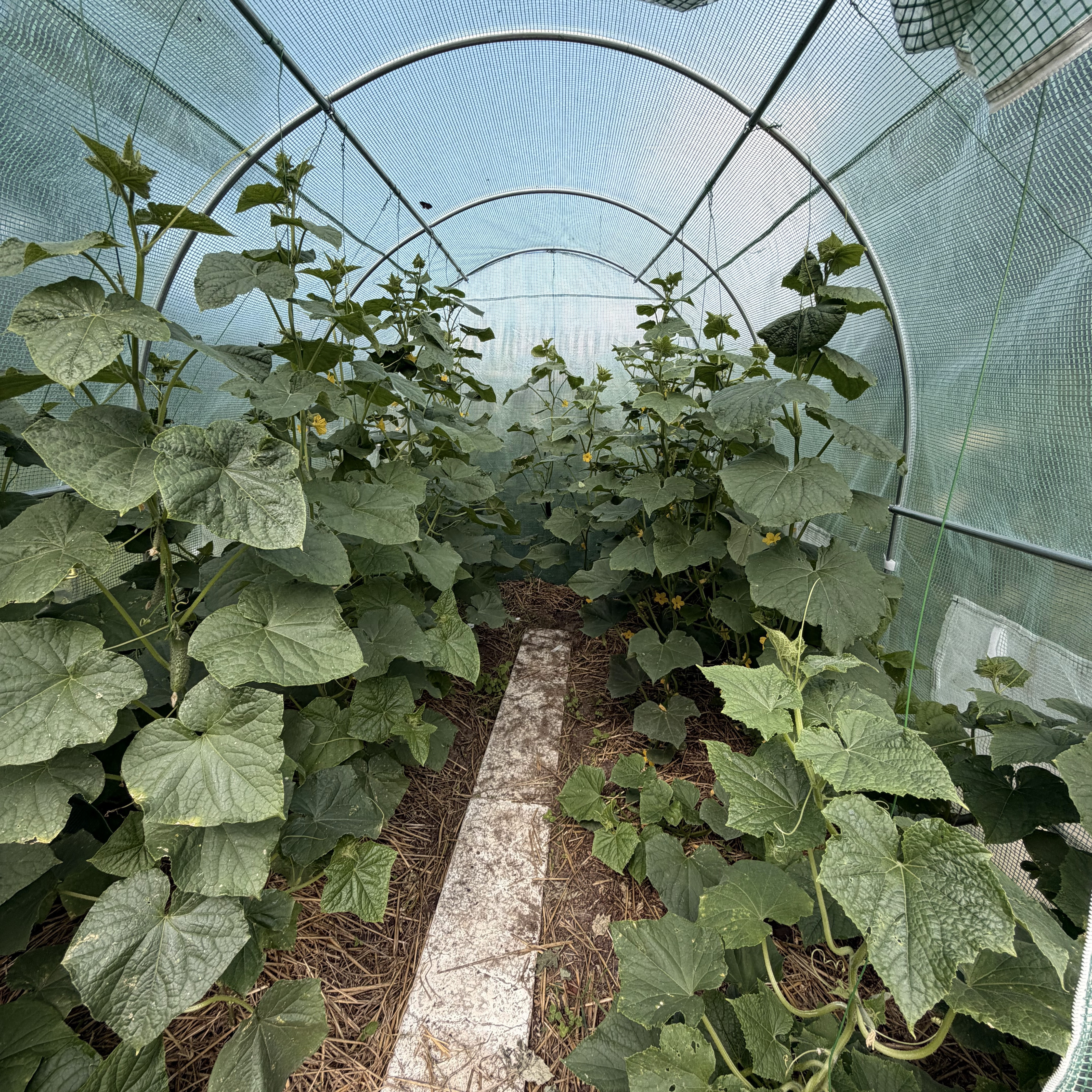 Zahradní fóliovník Cultivo 2x3x2 m (6 m2) zelený fotografie realizace 7