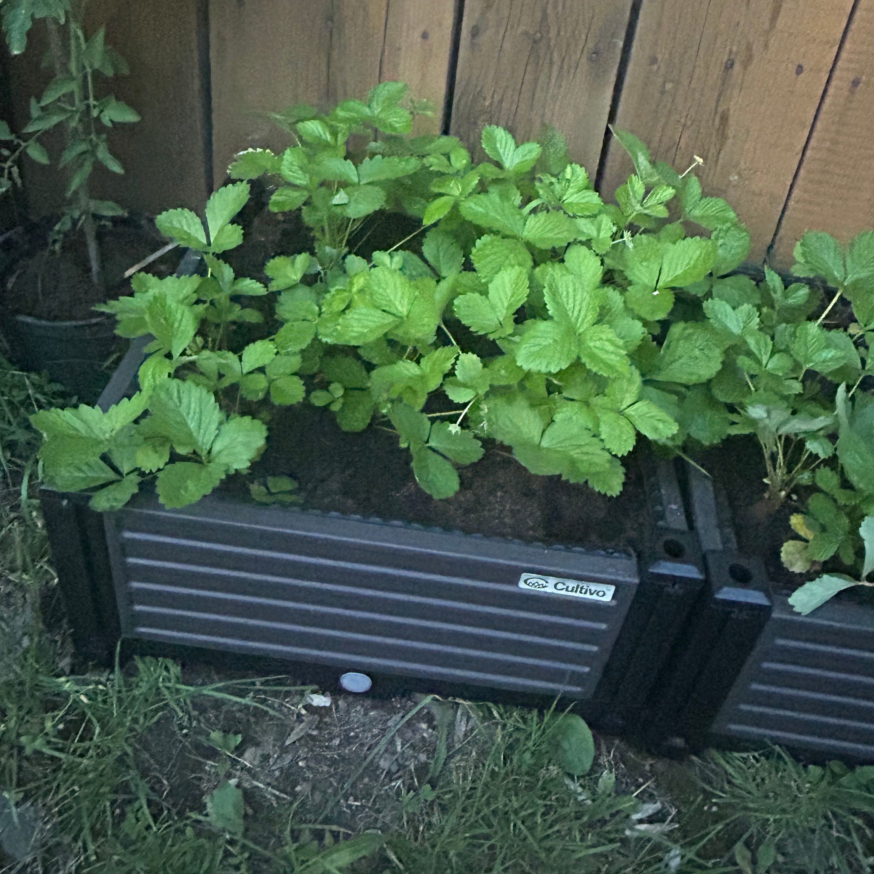 Vyvýšený záhon Cultivo GROW CUBE S 41x41 cm fotografie realizace 2