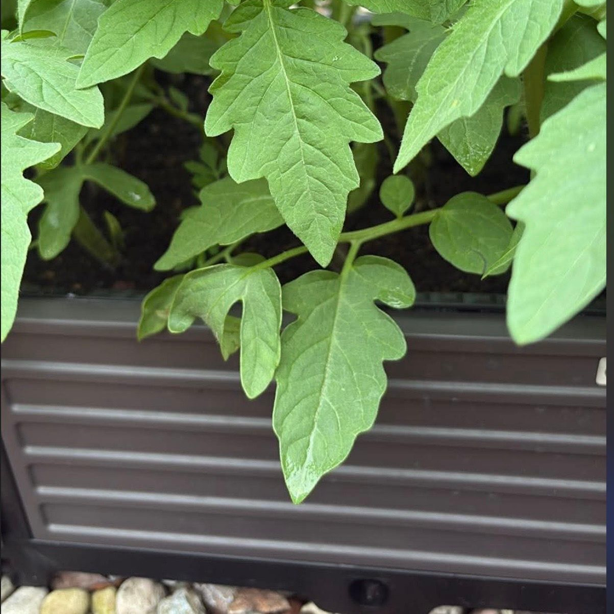 Pěstební box GROW CUBE S 41x41x20cm - CULTIVO fotografie realizace 5