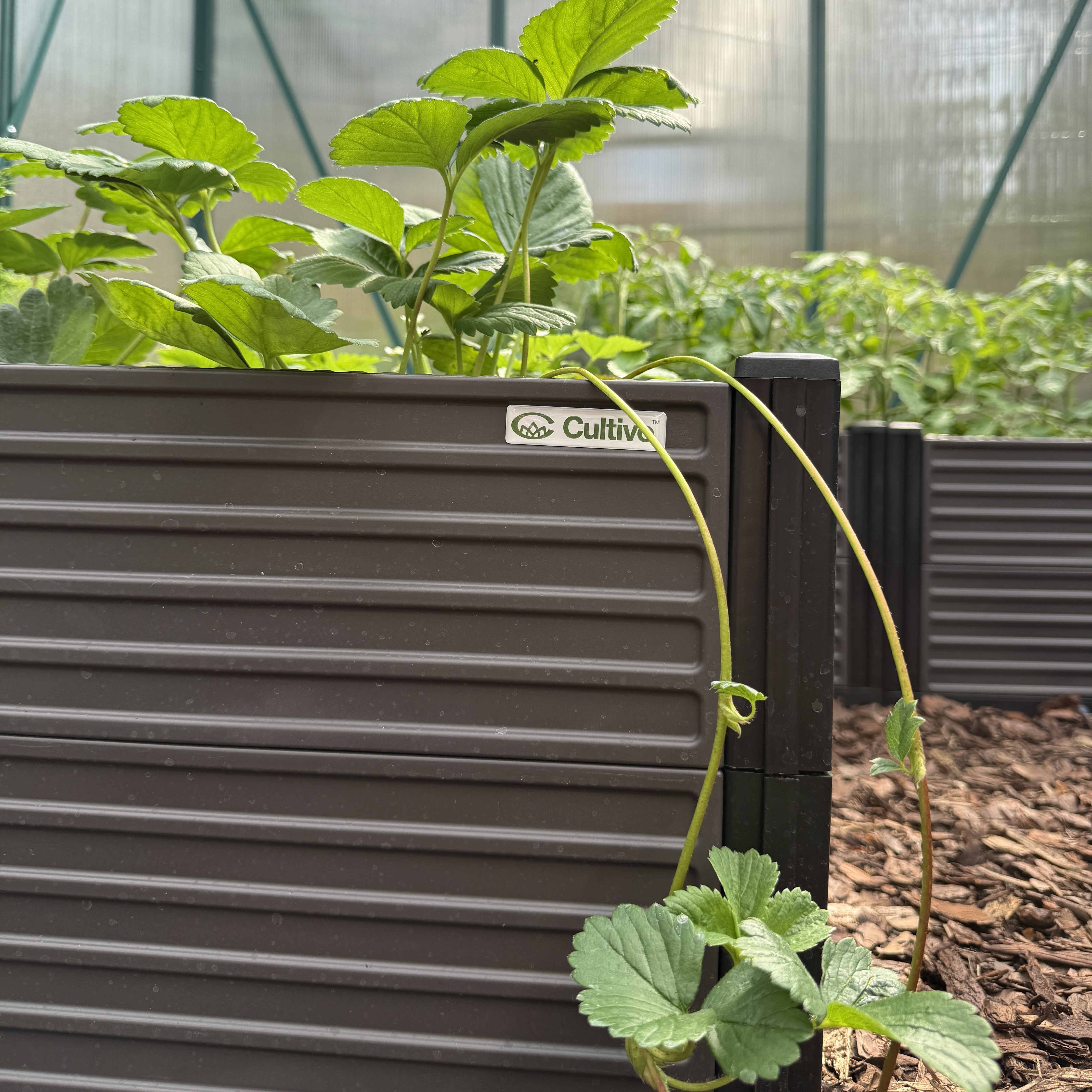 Vyvýšený záhon Cultivo GROW BOX XL 164x41x31 cm fotografie realizace 1