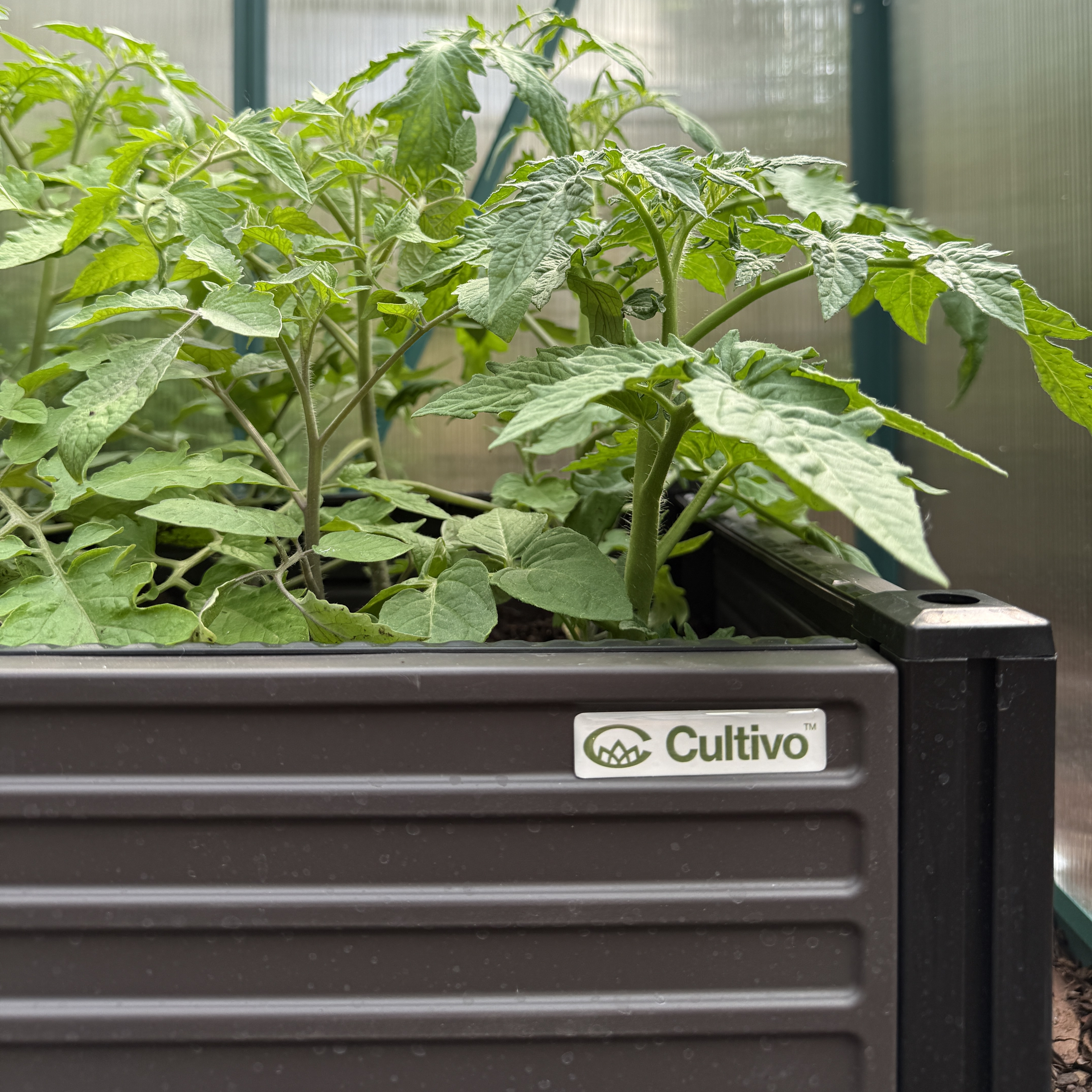 Vyvýšený záhon Cultivo GROW BOX XL 164x41x31 cm fotografie realizace 6