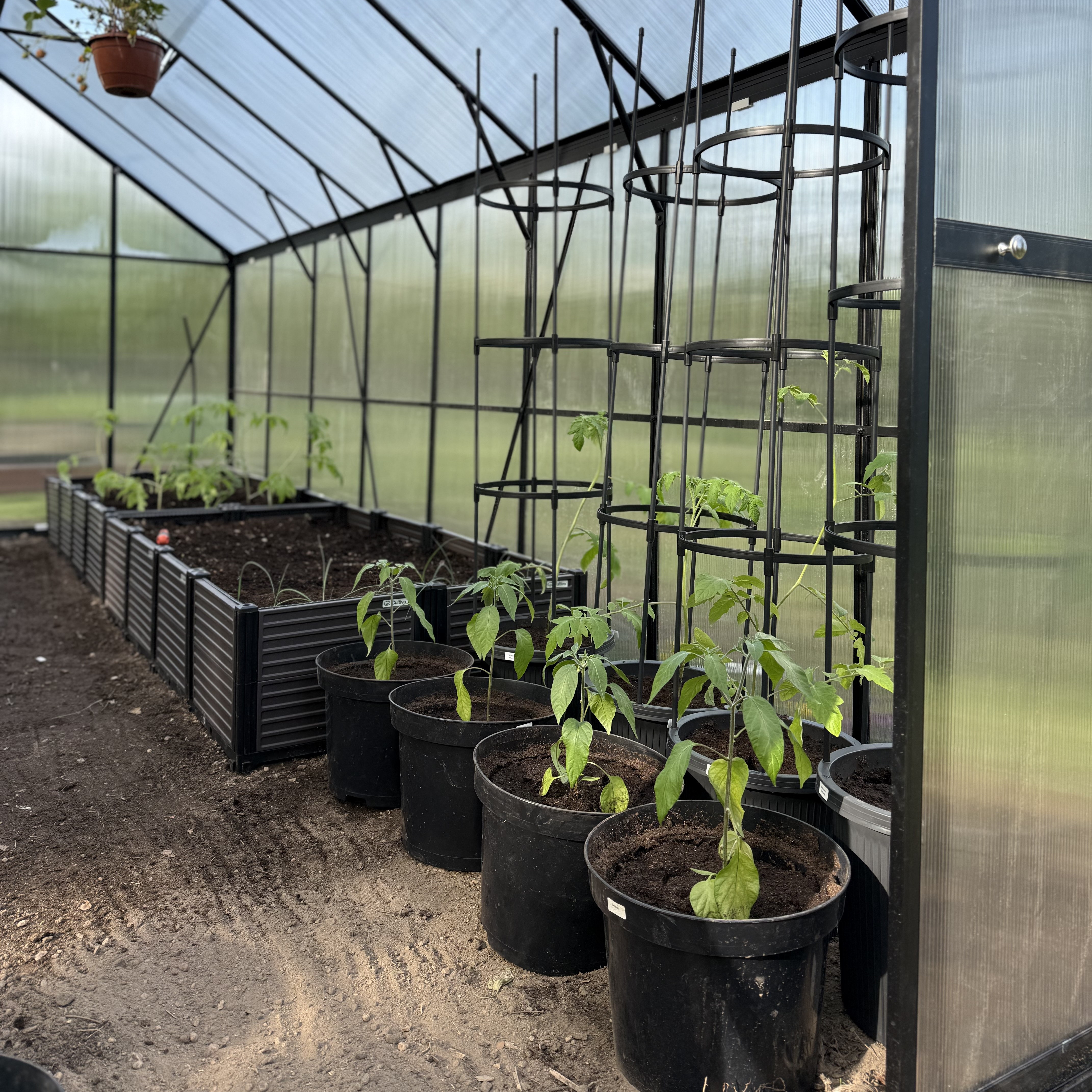 Květináč s oporou na rajčata Cultivo Tomato Tube 148 cm fotografie realizace 1