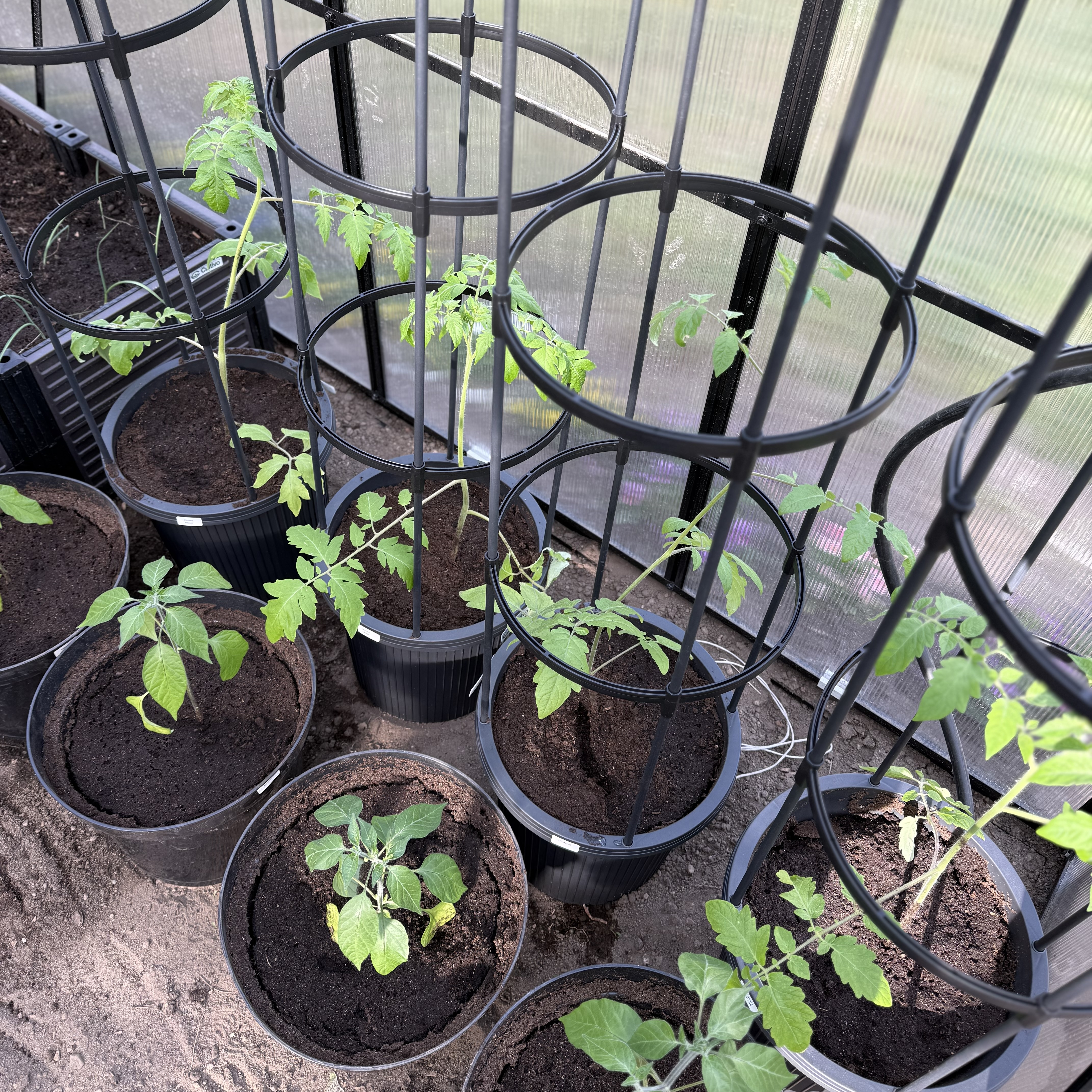 Květináč s oporou na rajčata Cultivo Tomato Tube 148 cm fotografie realizace 2