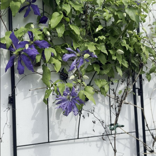 Sada 2 kovových opěr pro rostliny Cultivo 190x55 cm fotografie realizace 6