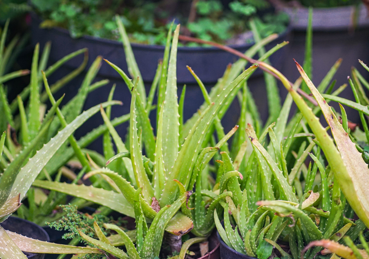 człowiek w pomarańczowych gumowych rękawicach nawozi aloes posadzony w plastikowej doniczce