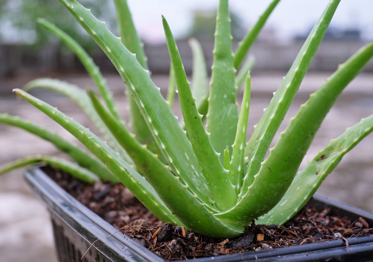 aloe vera v tmavém květináči