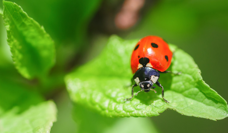 beru&scaron;ka na listu