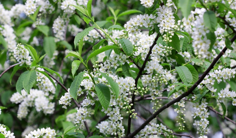 Květy ptačí třešně