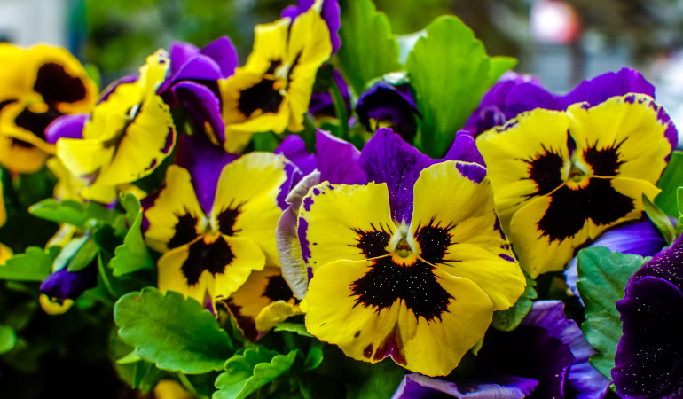 Barevné zahradní macešky ve fialových a žlutých odstínech