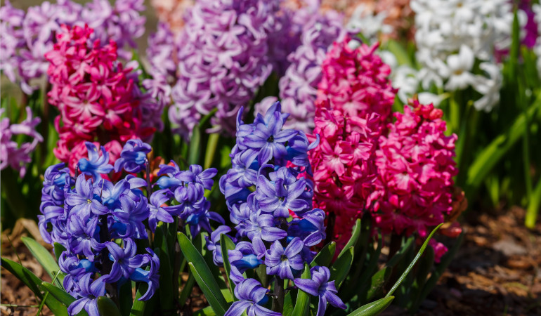 Barevné květy hyacintů v zahradě
