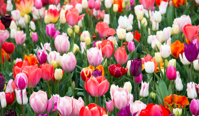 Tulipány v různých barvách v zahradě