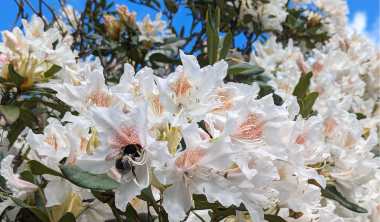 Rododendron v bílé barvě s hmyzem v květu