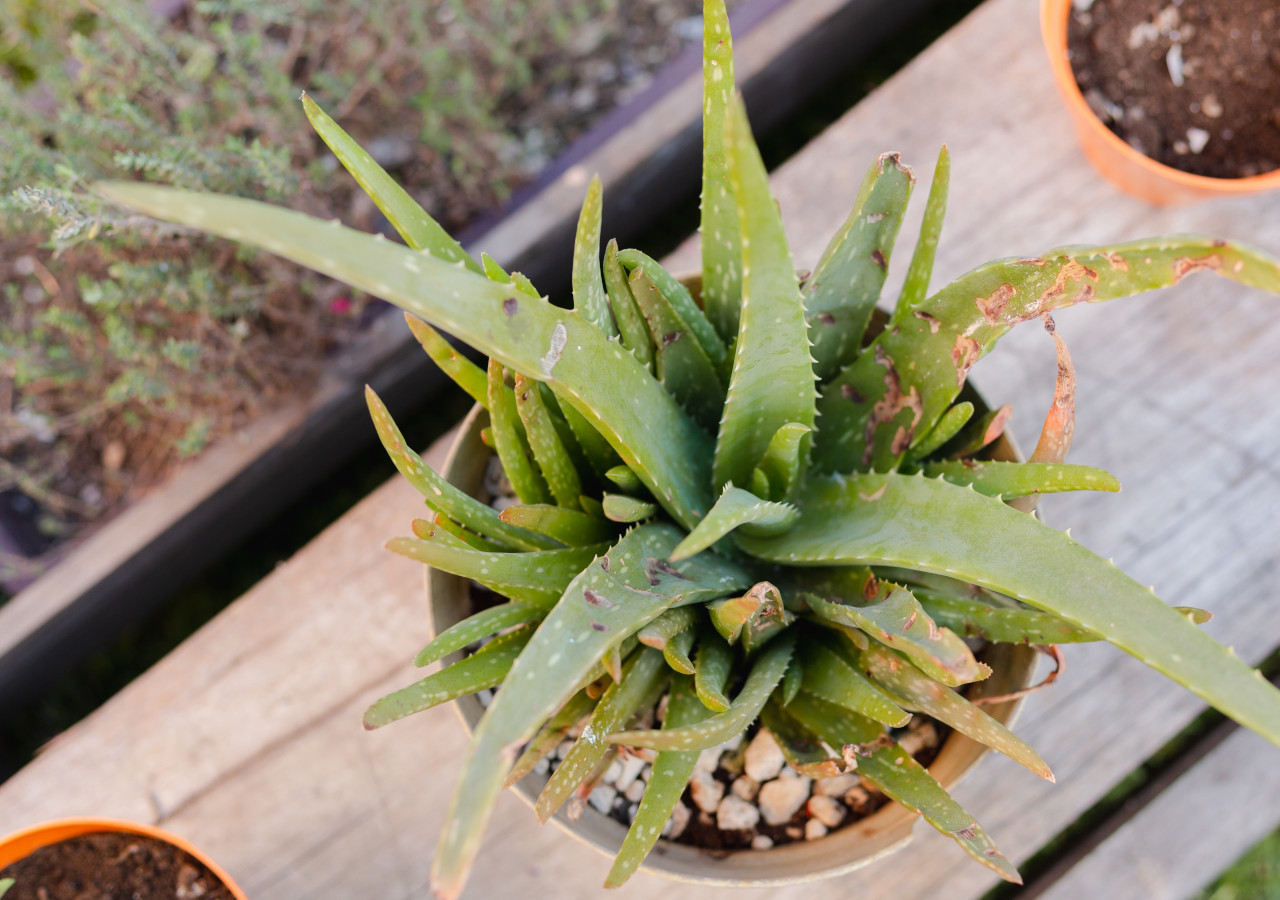 Chory aloes w ceglanej doniczce