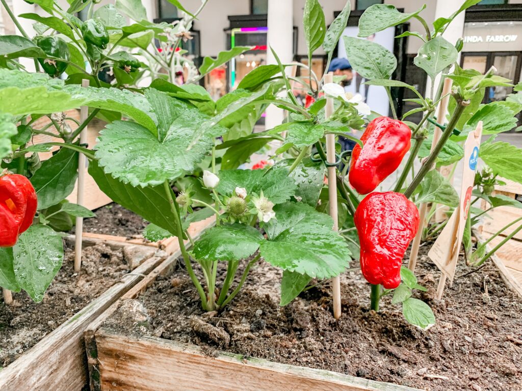 Zral&aacute; červen&aacute; paprika vis&iacute;c&iacute; na keři