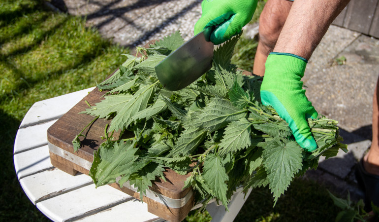 Muž kr&aacute;j&iacute; kopřivy nožem v rukavic&iacute;ch