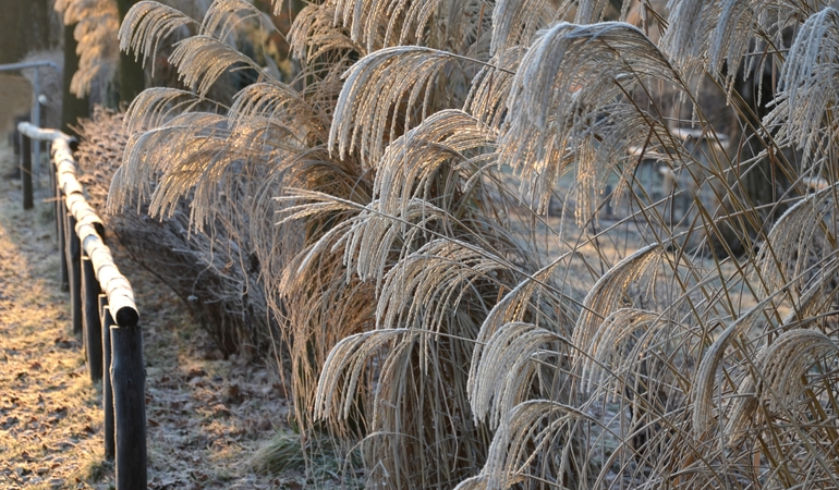 Dekorativn&iacute; tr&aacute;va pokryt&aacute; sněhem, dřevěn&yacute; plot před tr&aacute;vn&iacute;kem