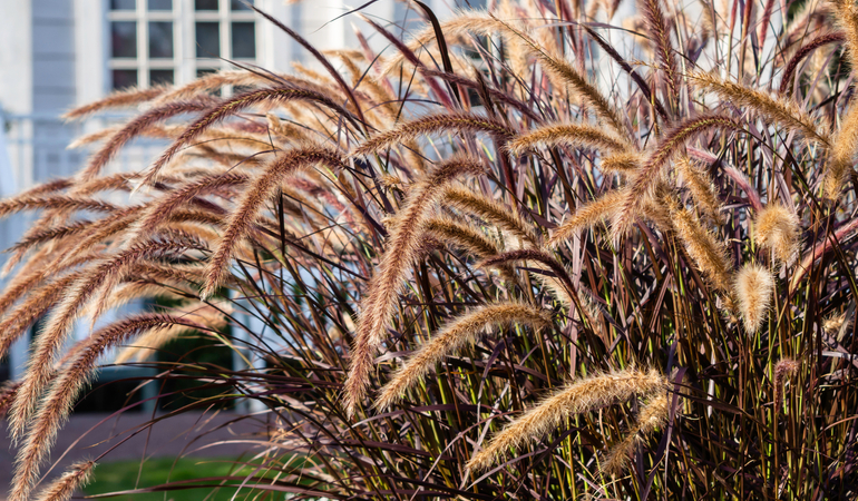 Okrasn&aacute; tr&aacute;va na zahradě, vanouc&iacute; ve větru