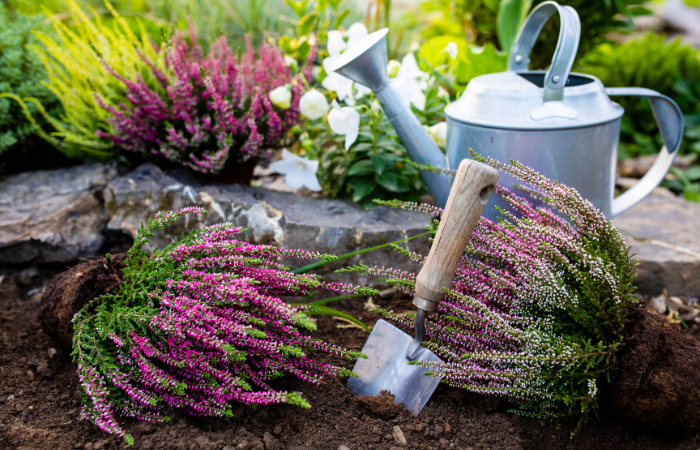 odporne na warunki atmosferyczne wrzosy w ogrodzie 