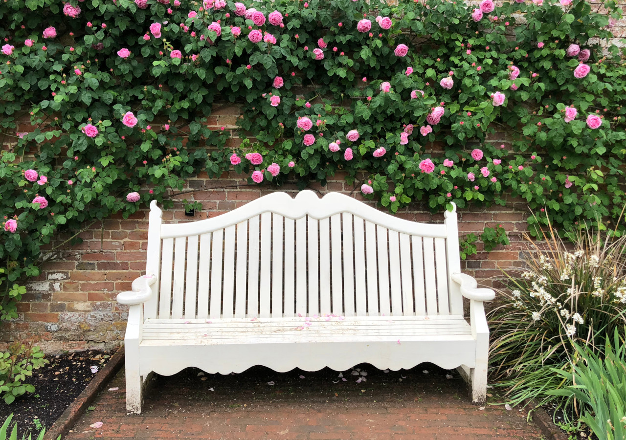 Bílá lavička pod růžovým keřem růží, který pokrývá zeď