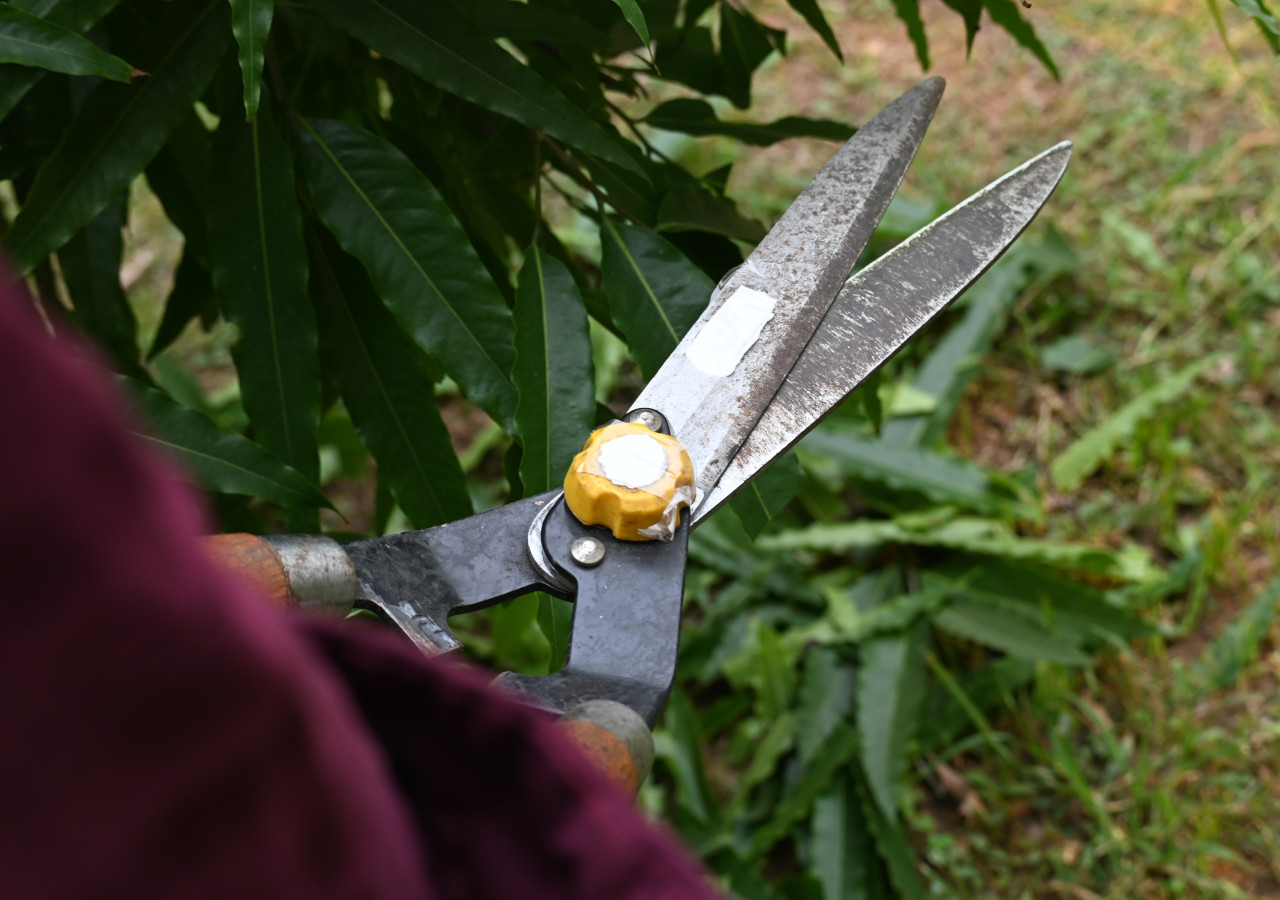 Nůžky na stříhání listí v zahradě