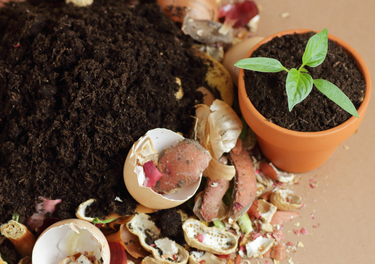 Šupky z brambor a jiné slupky vedle květináče s rostlinou na stole