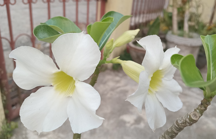 Białe adenium, kt&oacute;re kwitnie o każdej porze roku