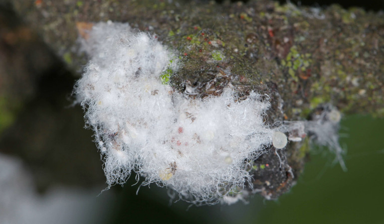 B&iacute;l&yacute; sediment, chlupat&yacute; kokon &scaron;kůdce zvan&eacute;ho Bavln&iacute;kov&aacute; h&aacute;ď&aacute;tka.