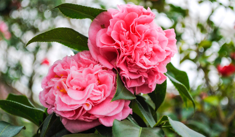 Růžov&eacute; květy kam&eacute;lie na pozad&iacute; zelen&yacute;ch listů