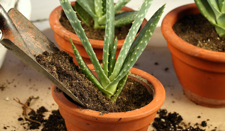 Přesazov&aacute;n&iacute; aloe vera do hněd&eacute;ho květin&aacute;če