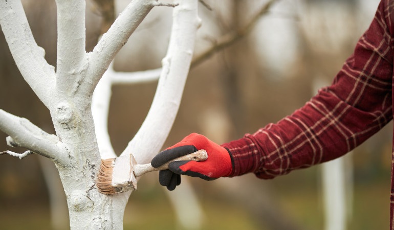 Muž rozetře b&iacute;l&eacute; v&aacute;pno na povrch stromu