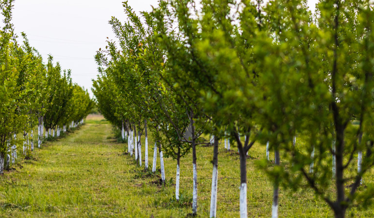 Stromy pokryt&eacute; bělic&iacute; směs&iacute; v sadu