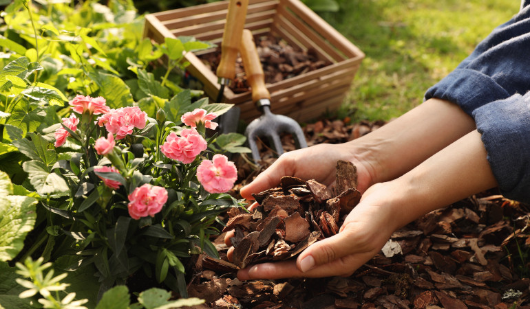 Žena mulčuje růžovou květinu s hnědou kůrou, v pozadí je vidět zahradnické nářadí a truhlík.