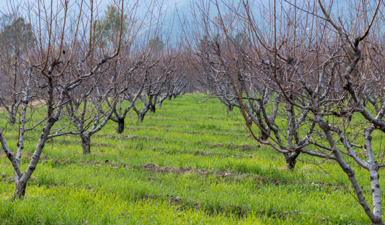 Ovocn&eacute; stromy bez list&iacute; v sadu během zimn&iacute;ho obdob&iacute;