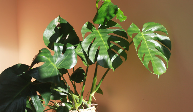 Rostlina se zelen&yacute;mi listy Monster na tepl&eacute; hněd&eacute; stěně 