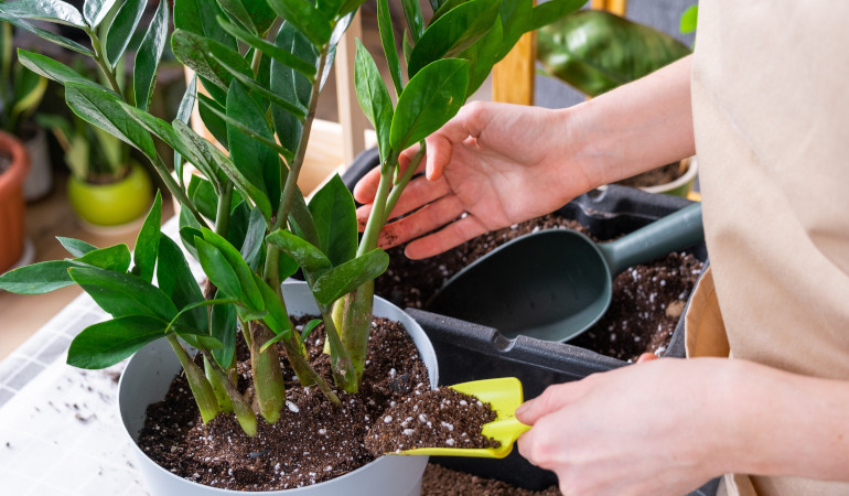 Žena sype zeminu do hrnce se zamiokulkami