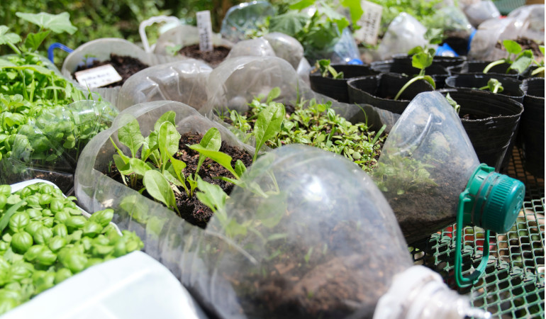 Obcięte plastikowe butelki, pełniące funkcje doniczek