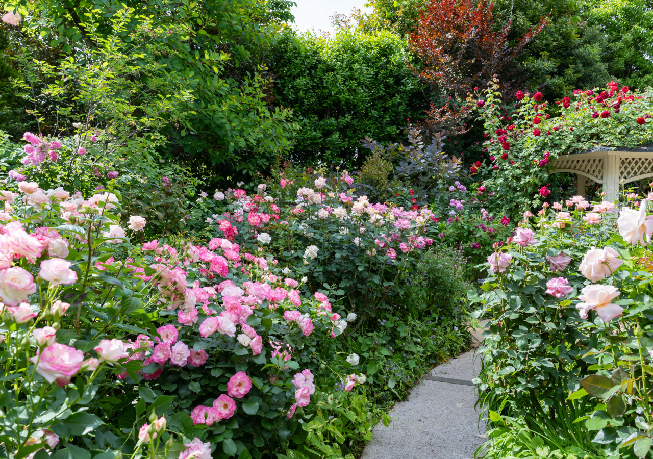 Roses in an artistically neglected English garden
