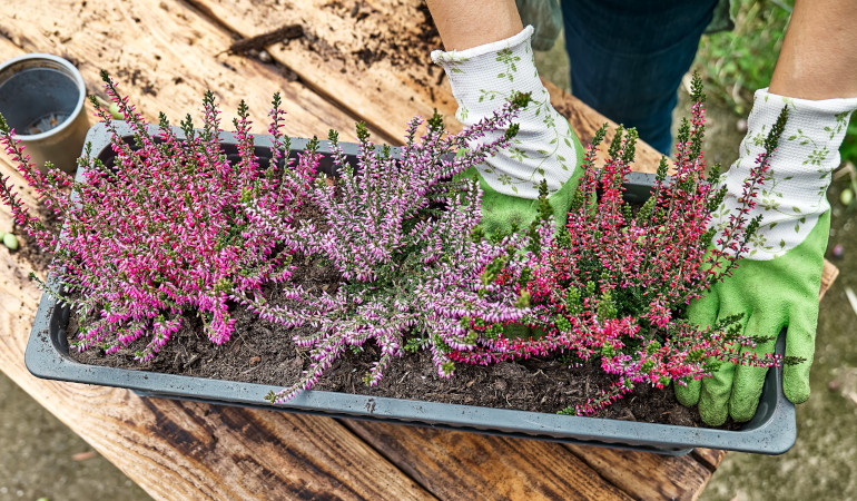 Sadzenie wrzosów w korytku