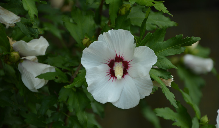 Hibiskus s b&iacute;l&yacute;mi okvětn&iacute;mi l&iacute;stky a červen&yacute;m středem